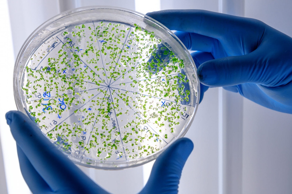 Img Qué es microbiología clínica