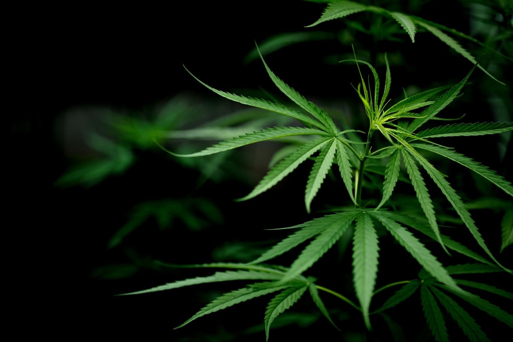 Img Cómo realizar un análisis de cannabis completo