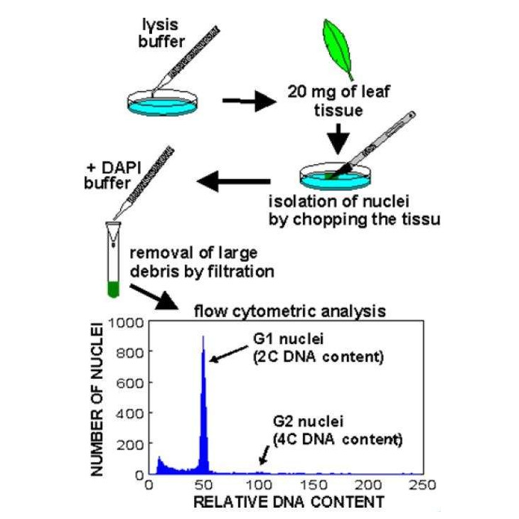 cyflow-ploidy-analyser.jpg