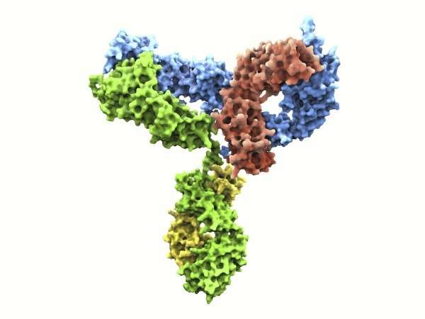 Antibodies To Sysmex