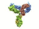Antibodies To Sysmex